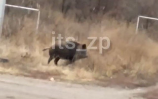 По улицам Запорожья разгуливал дикий кабан