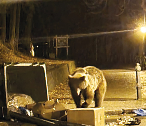 В Румынии на украинских туристов напала медведица: их госпитализировали