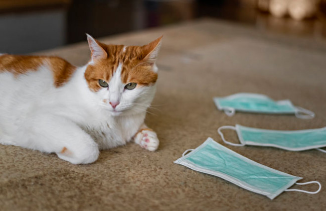 Хто кого: як домашні улюбленці можуть захворіти на COVID-19