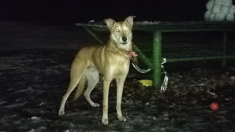 В Киеве женщина привязала собаку в парке и уехала за границу: фото