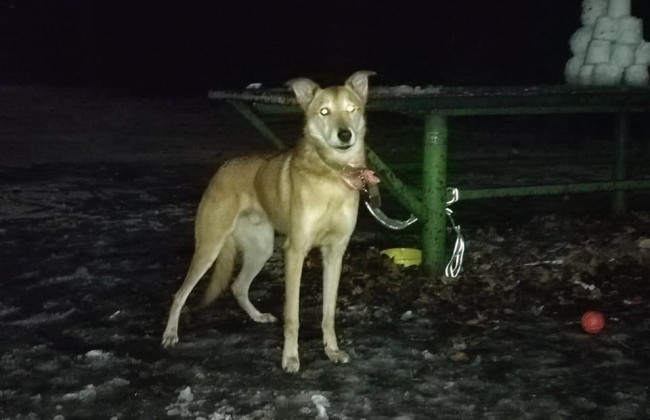 В Киеве женщина привязала собаку в парке и уехала за границу: фото