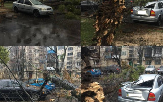 В Киеве начался деревопад: пострадали десятки авто, фото