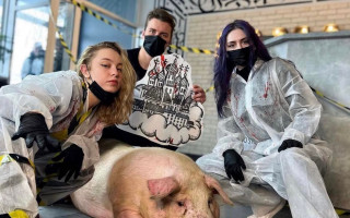 Київський тату-салон «прославився» куполами на свині: заяву розглядають у поліції