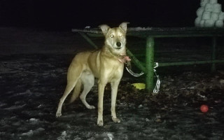 В Киеве женщина привязала собаку в парке и уехала за границу: фото