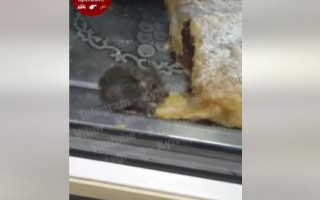 В киевском уличном кафе заметили мышь
