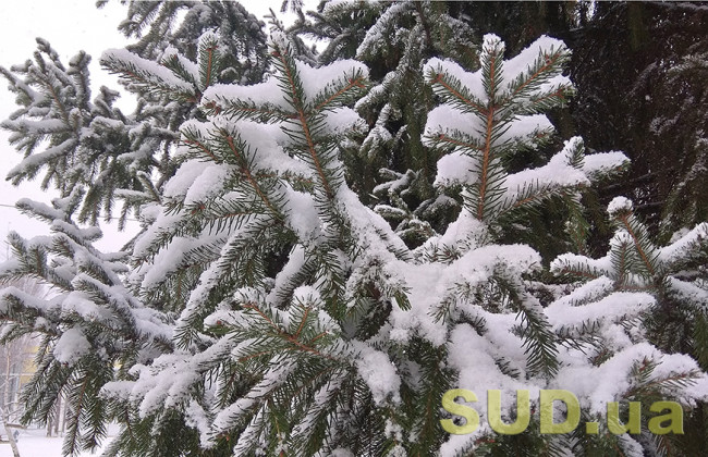 Сколько стоит живая новогодняя елка в Киеве