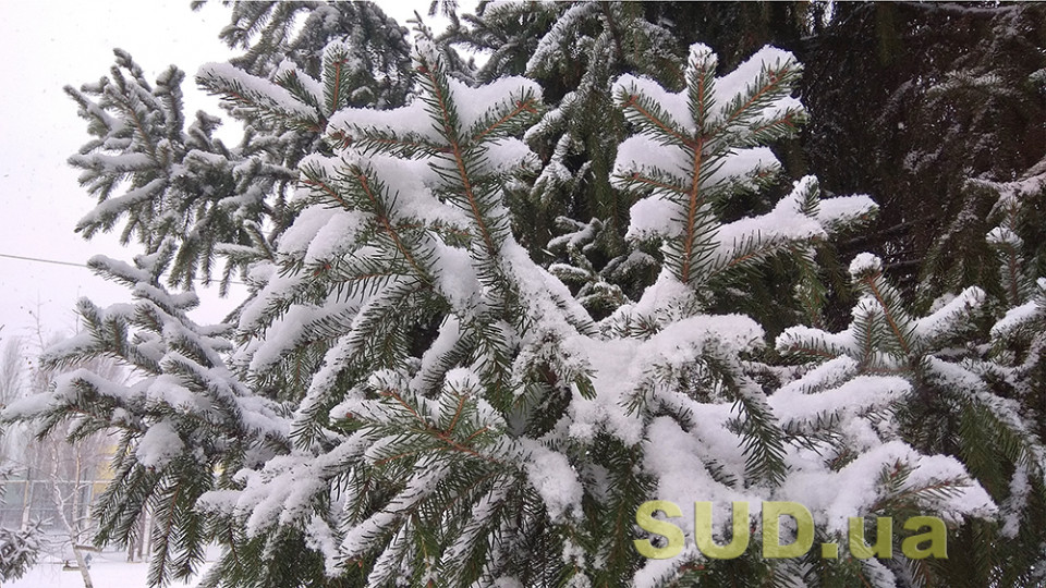 Сколько стоит живая новогодняя елка в Киеве