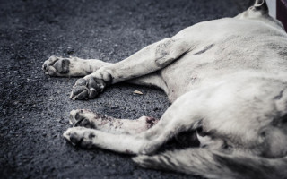 Побил и выбросил в помойку: в Полтавской области мужчина издевался над собакой на глазах у детей