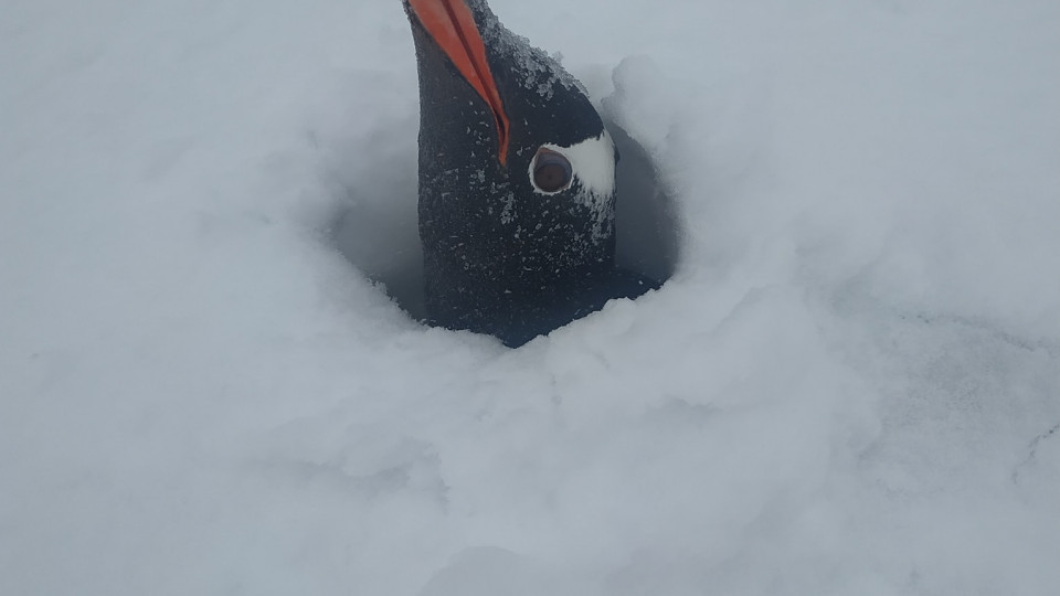Стирчать лише голови: гнізда пінгвінів біля станції Вернадського засипало снігом