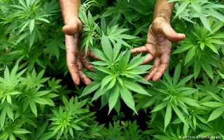 Употребление наркотика узаконят: Мальта легализует каннабис для личного пользования