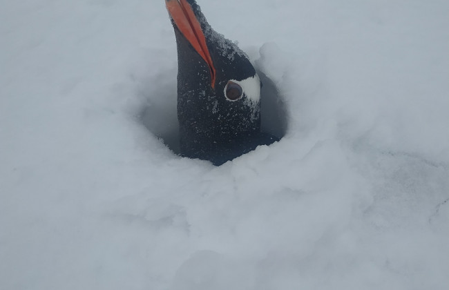 Стирчать лише голови: гнізда пінгвінів біля станції Вернадського засипало снігом