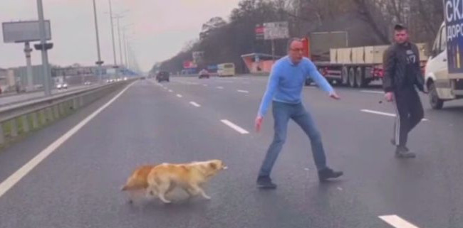 Под Киевом из-за собак остановили движение авто на оживленной дороге, видео