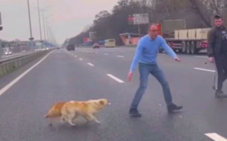 Под Киевом из-за собак остановили движение авто на оживленной дороге, видео