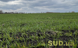 Ринок землі: кількість укладених угод зросла на 40%