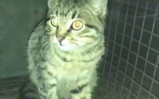 В харьковском метро спасли котенка, который прыгнул на рельсы: фото, видео