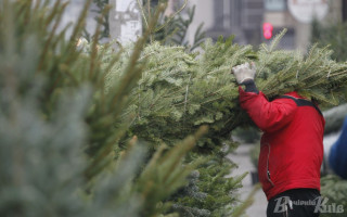 Живые новогодние елки в Киеве: какие сейчас цены