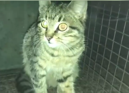 В харьковском метро спасли котенка, который прыгнул на рельсы: фото, видео