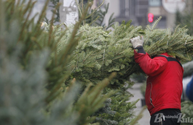 Живые новогодние елки в Киеве: какие сейчас цены