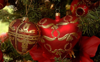 Вместо подарков под елкой обнаружили змею: опасная находка в Южной Африке