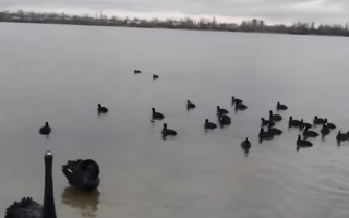 В Киеве на озере заметили черных лебедей: видео