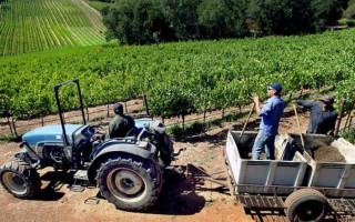 Рада внесла зміни до деяких законодавчих актів щодо стимулювання розвитку виноградарства