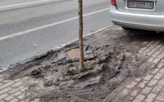 Из жизни одного дерева: как паркуются «лихачи» в Киеве