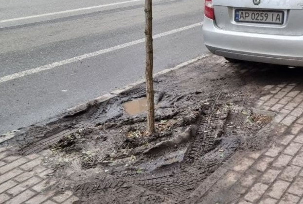 Из жизни одного дерева: как паркуются «лихачи» в Киеве