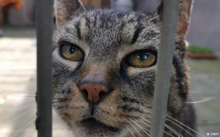 Кошки могут болеть коронавирусом: передают ли они вирус  людям