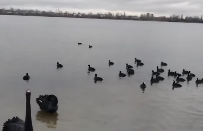 В Киеве на озере заметили черных лебедей: видео