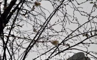 В Киеве снова зафиксировали природную аномалию