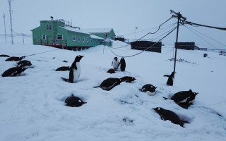 Впервые за 20 лет: в Антарктиде выпал рекордный уровень снега, фото