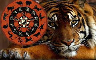 Известны знаки зодиака по восточному календарю, которым Тигр принесет успех в 2022 году