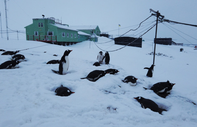 Впервые за 20 лет: в Антарктиде выпал рекордный уровень снега, фото