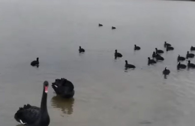 В Киеве на озере заметили черных лебедей: появилось видео