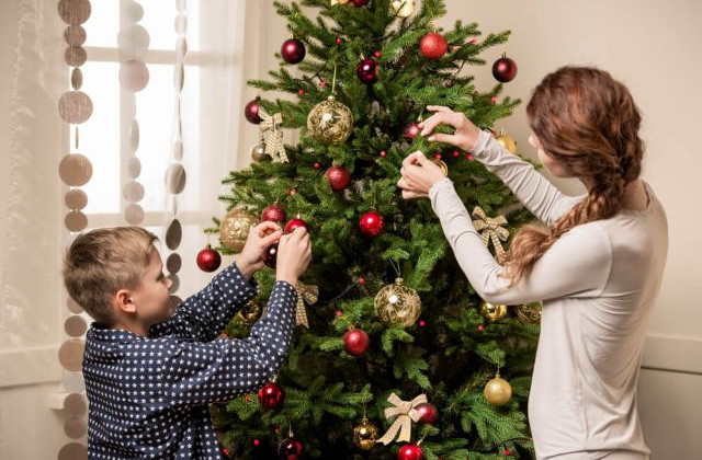Елочный шопинг: как правильно выбрать живое дерево к празднику