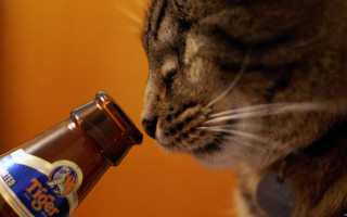 Силой поила кошку пивом: В Кривом Роге судили девушку