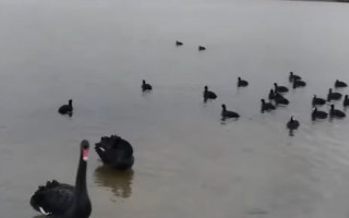 В Киеве на озере заметили черных лебедей: появилось видео