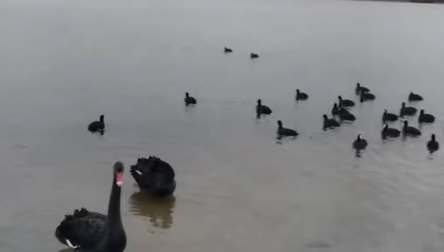 В Киеве на озере заметили черных лебедей: появилось видео