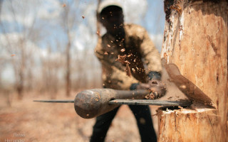 Скільки треба заплатити за незаконну рубку дерев чи знищення газонів: встановлено такси