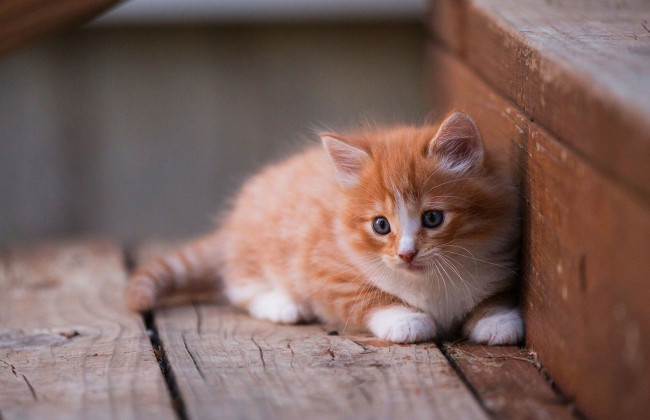 В Харьковской области школьница избила ногами котенка