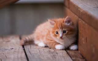 В Харьковской области школьница избила ногами котенка