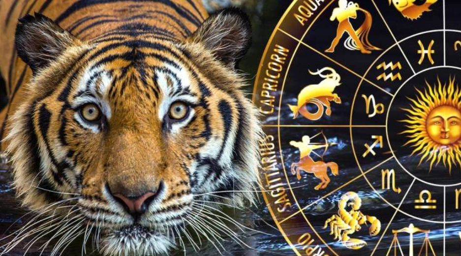 Какие знаки Зодиака ждет невероятный успех в год Тигра