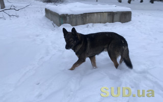 В Николаеве безработный живодер перебил лапы собаке: видео