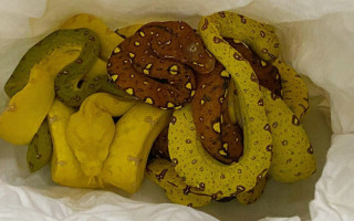 Незаконный вывоз экзотических рептилий: водитель выплатит 100 тысяч гривен штрафа, фото