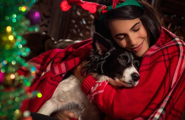 Новогодний фейерверк: как защитить животных от стресса
