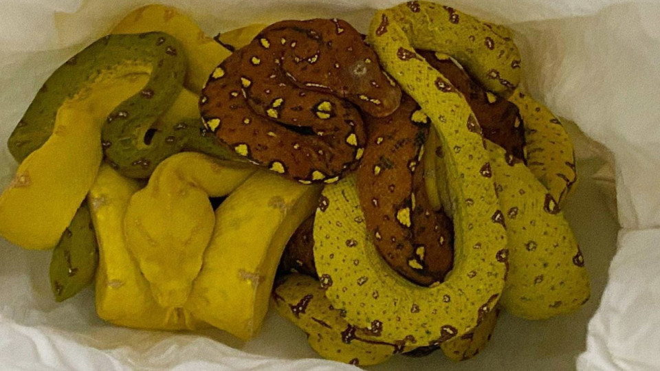 Незаконный вывоз экзотических рептилий: водитель выплатит 100 тысяч гривен штрафа, фото