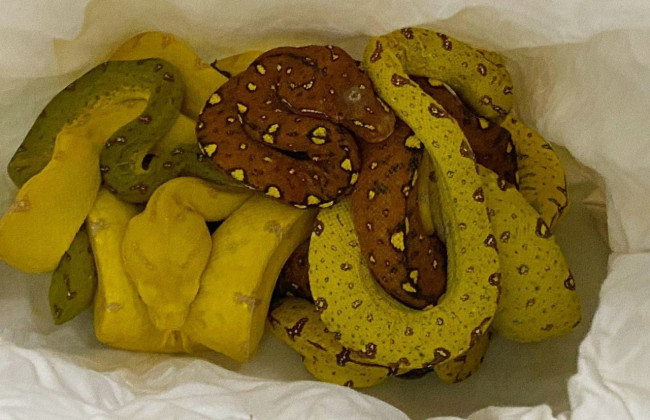 Незаконный вывоз экзотических рептилий: водитель выплатит 100 тысяч гривен штрафа, фото