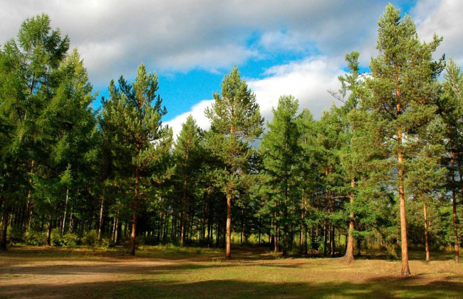 Уряд схвалив Державну стратегію управління лісами
