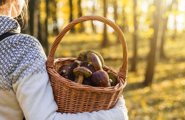 Скільки доведеться сплатити за зірвану ягоду, зрізаний гриб або зламану гілку: про що насправді йдеться у постанові Кабміну