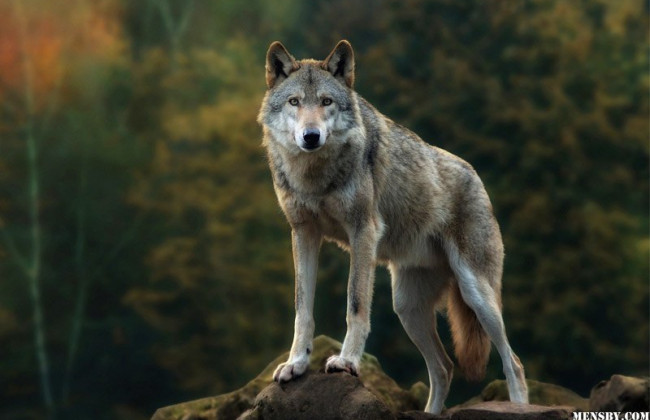 В Киеве заметили волка: дышал свежим воздухом в парке